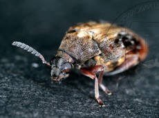 Megabruchidius dorsalis_имаго самка